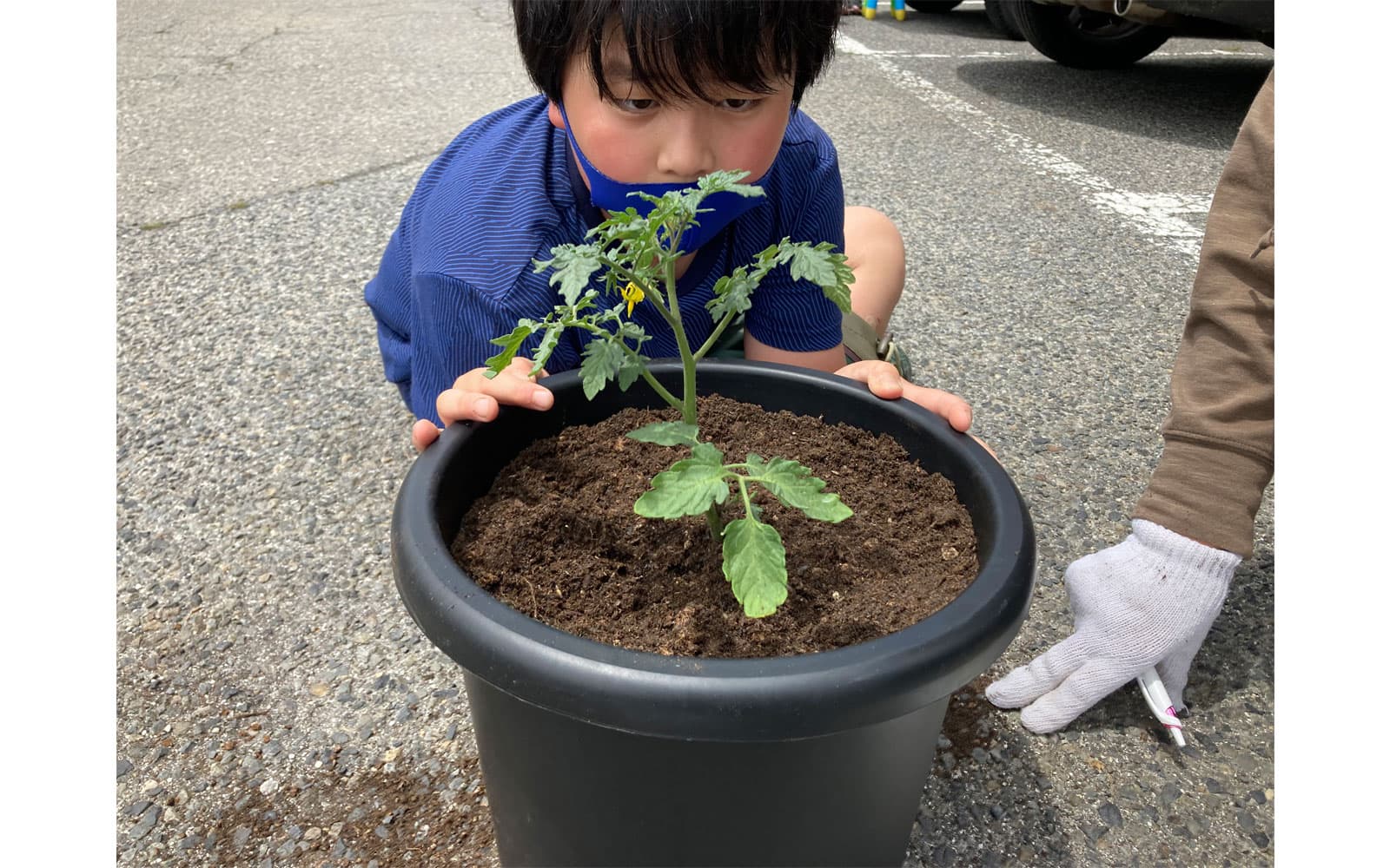 「米の精」を用いながらミニトマトを植えるプランター体験!「明日から大切に育てる!」と意気込む